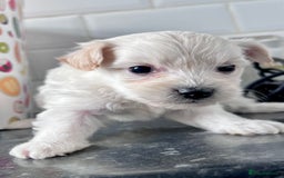 Poochon dogs for sale: Bichon and poodle mini  - Advert 3