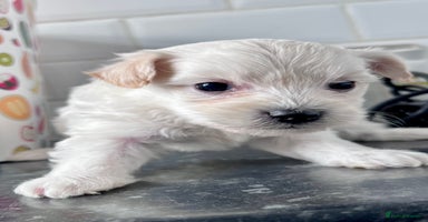 Poochon dogs Bichon and poodle mini  - Advert 4