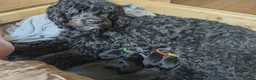 Portuguese Water Dog dogs for sale: Portuguese Water Dogs available  - Advert 6