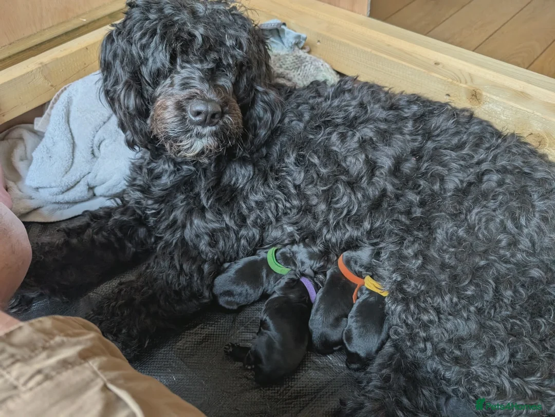 Portuguese Water Dog dogs for sale: Portuguese Water Dogs available  - Advert 6