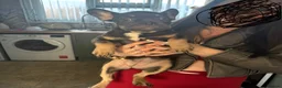 French Bulldog dogs for sale: 5 month old girl puppy - Advert 3