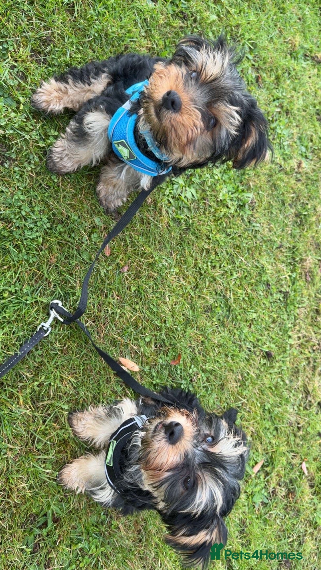 Yorkshire Terrier dogs Sadly rehoming our puppies  - Advert 1