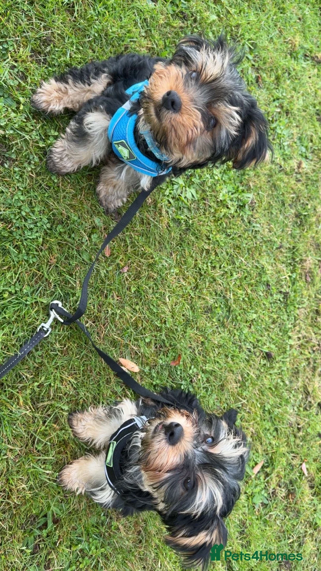 Yorkshire Terrier dogs for sale: Sadly rehoming our puppies  - Advert 1