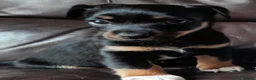 Jack Russell dogs for sale: Jack Russell pups looking for their forever homes - Advert 8