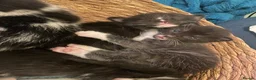 Mixed Breed cats for sale: 2 adorable kittens for sale  - Advert 16