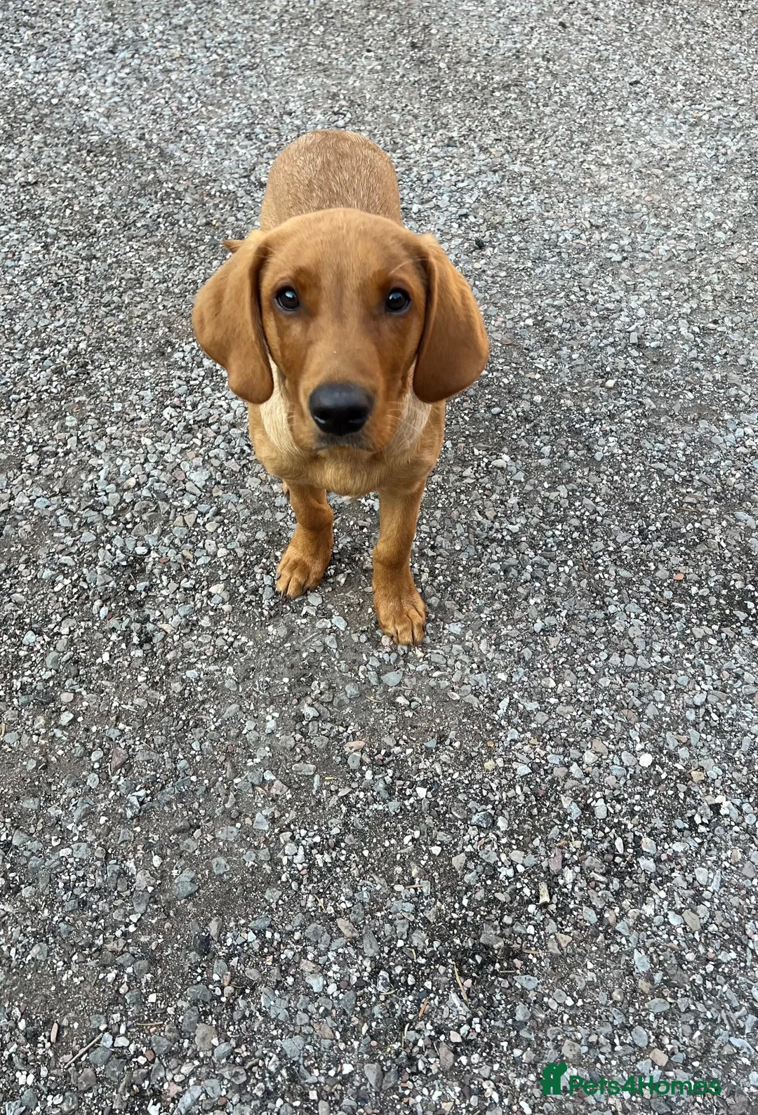 Labrador Retriever dogs for sale: 4 month old Fox Red Lab Health tested Male  - Advert 1