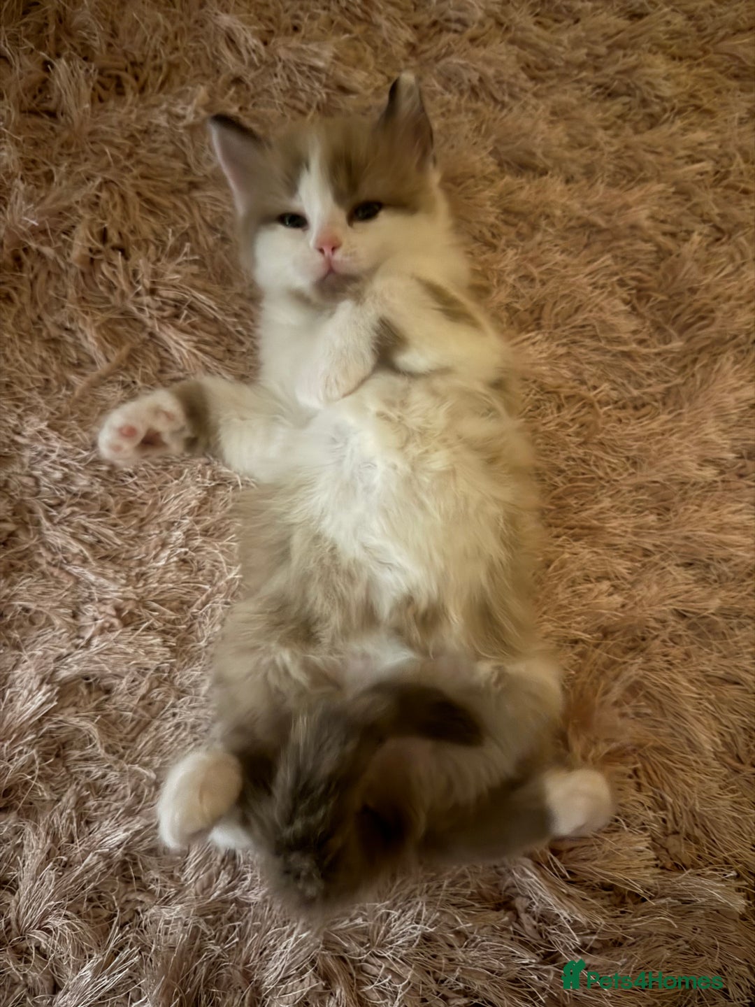 Ragdoll cats for sale: Stunning Ragdolls kittens available  - Advert 3