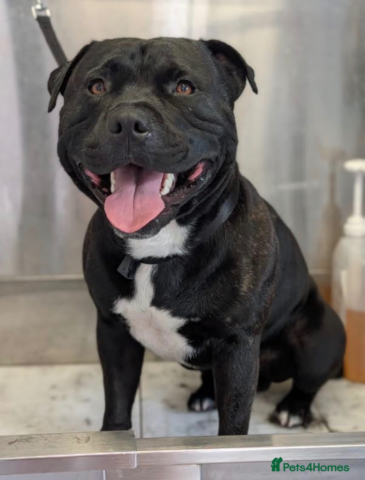 Staffordshire Bull Terrier dogs Bear  - Advert 5
