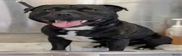 Staffordshire Bull Terrier dogs for stud: Bear  in Dumfries - Advert 1