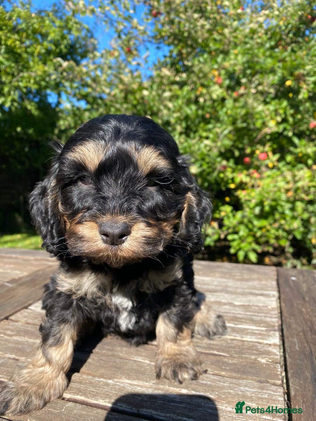 Cockapoo dogs for sale: F1 Cockapoo little girl,ready now. - Image 5