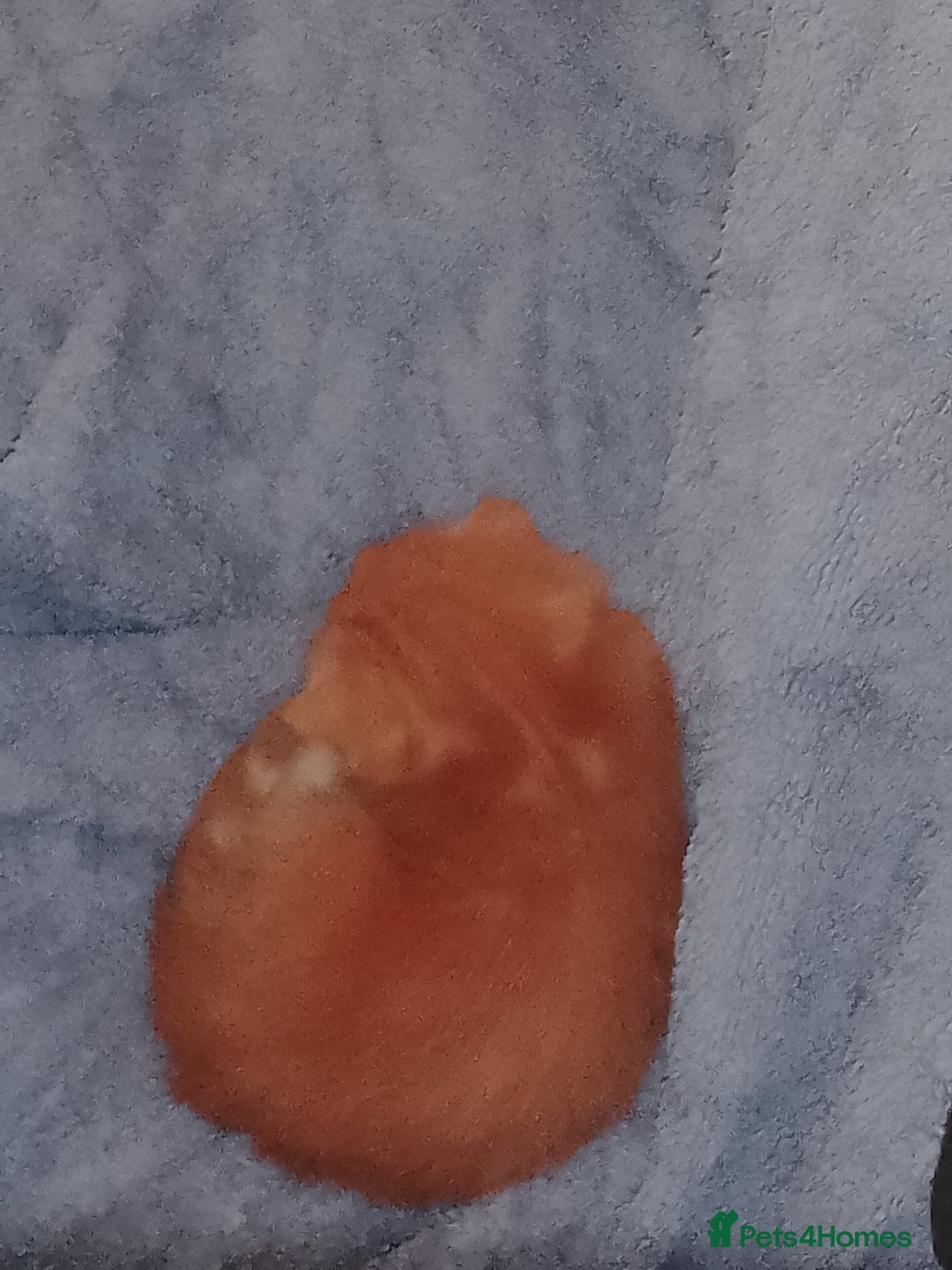 British Shorthair cats for sale: Kittens need lovely home  - Image 7