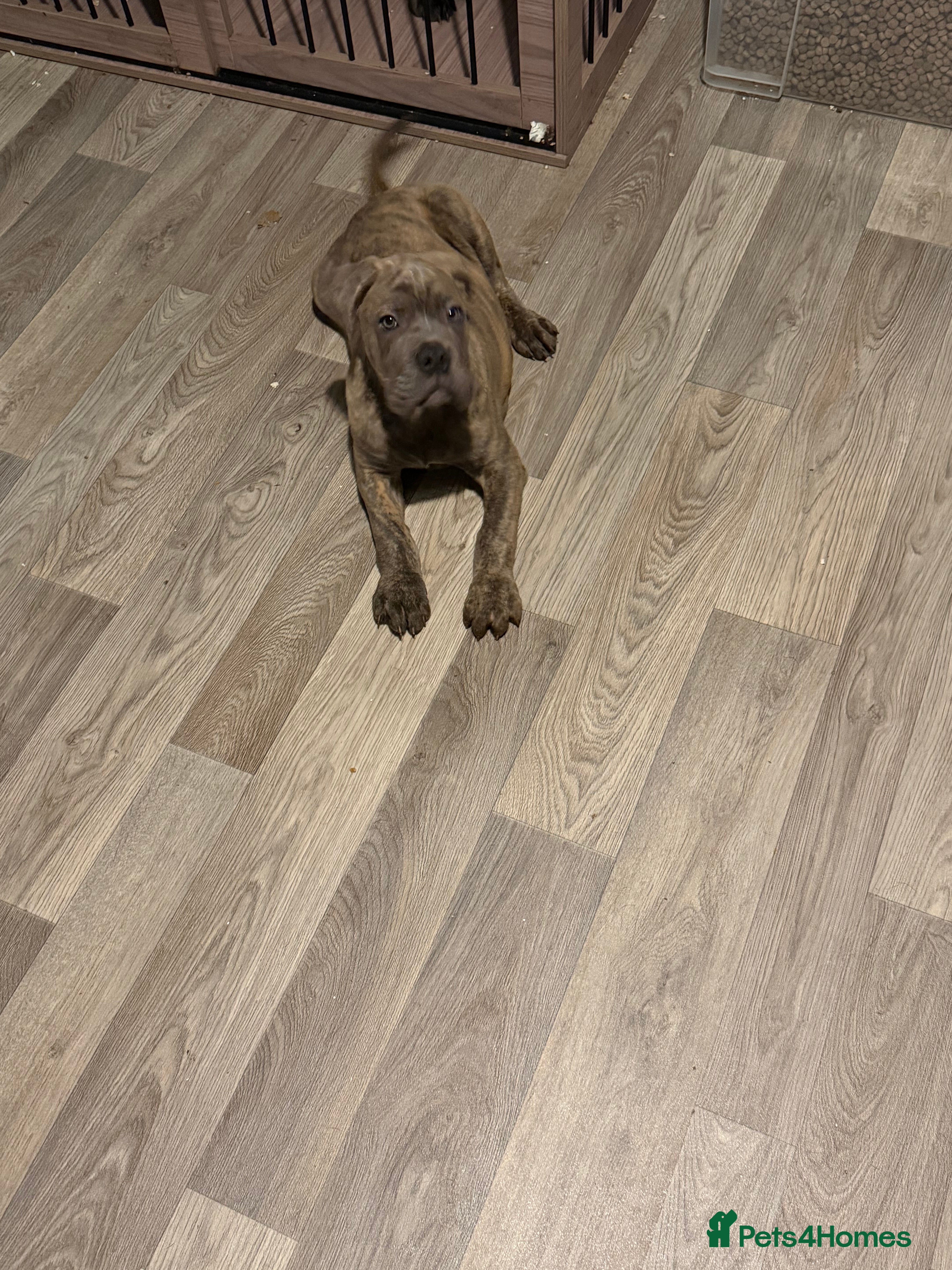 Mixed Breed dogs £700 Boy for sale  mixed breed - Advert 3