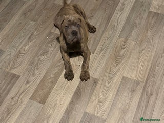 Mixed Breed dogs 1 sandy coloured puppy for sale mixed breed - Advert 16