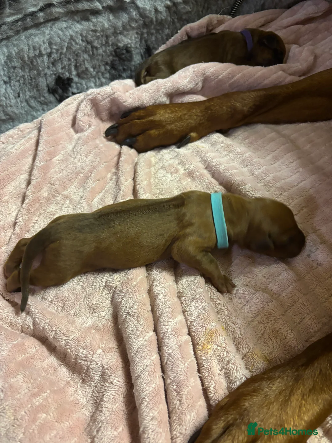 Rhodesian Ridgeback dogs for sale: Exceptionally Health Tested/Family Home. Kc Reg - Advert 2