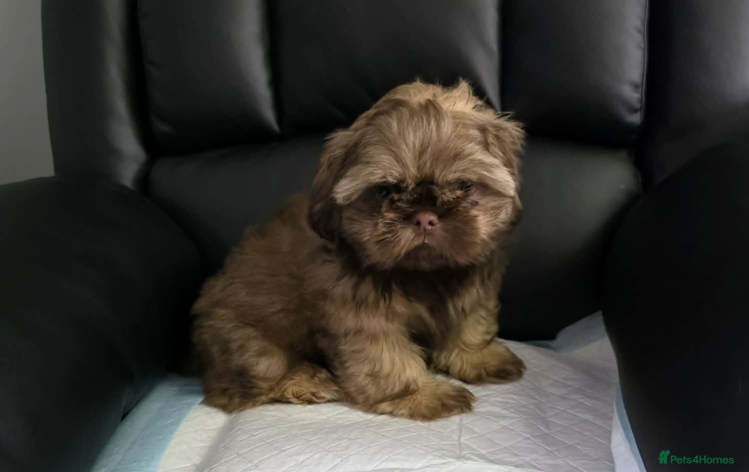 Shih Tzu dogs Beautiful imperial shih tzu - Advert 1