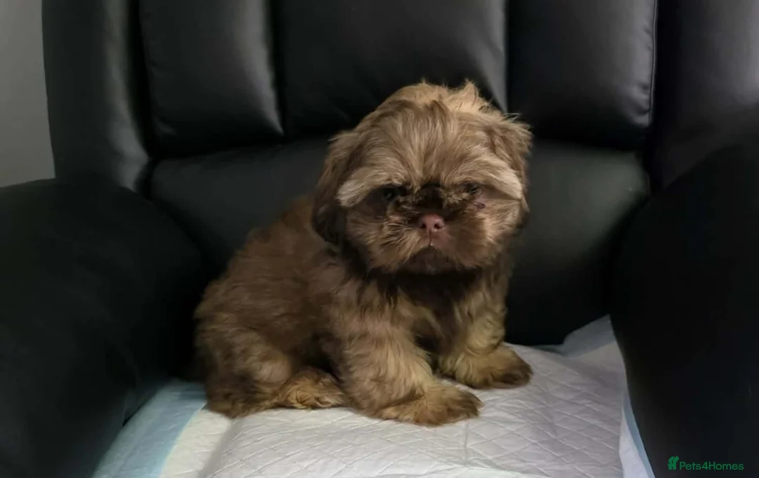 Shih Tzu dogs for sale: Beautiful imperial shih tzu in Barnsley - Advert 1