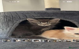Maine Coon cats for sale: Full pedigree Maine Coon Kittens - Image 10