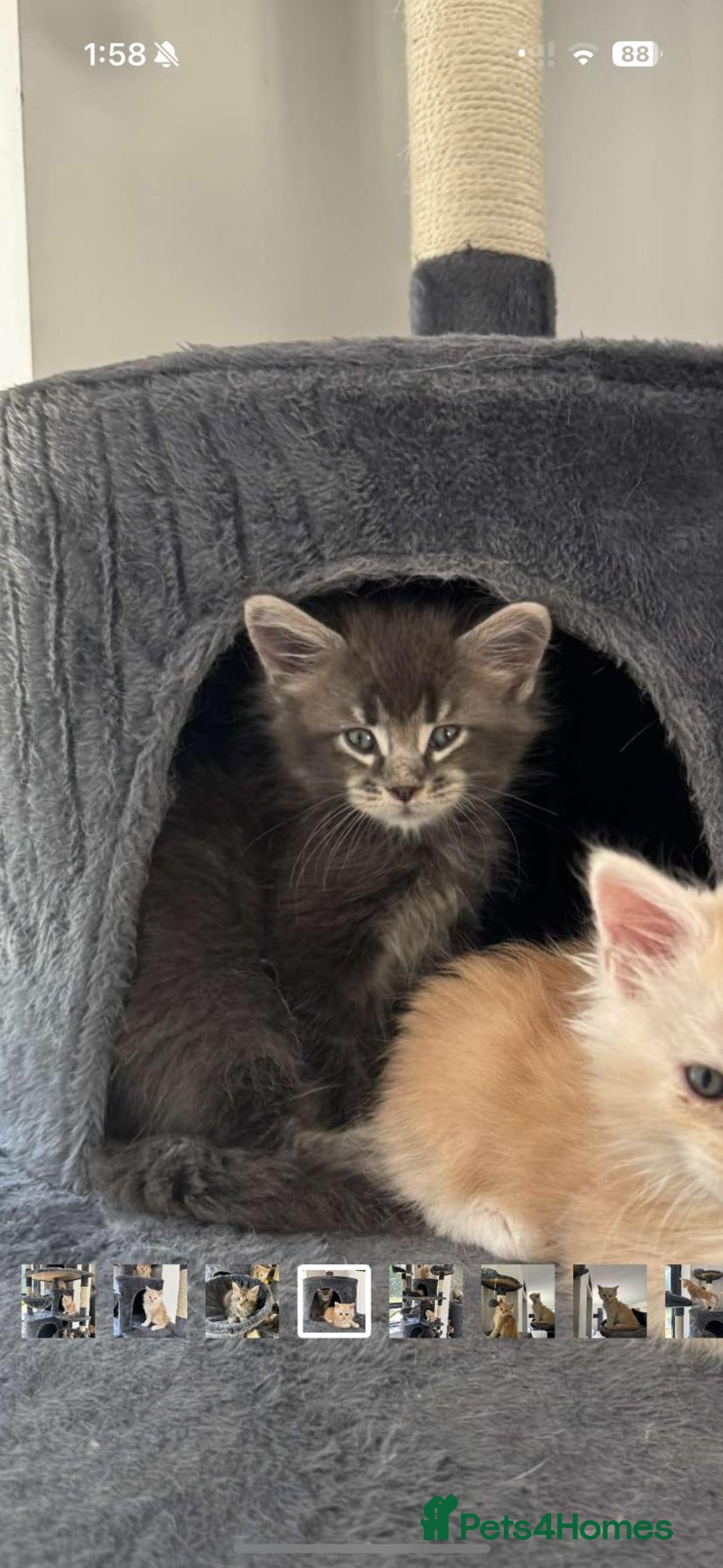 Maine Coon cats for sale: Full pedigree Maine Coon Kittens - Image 10