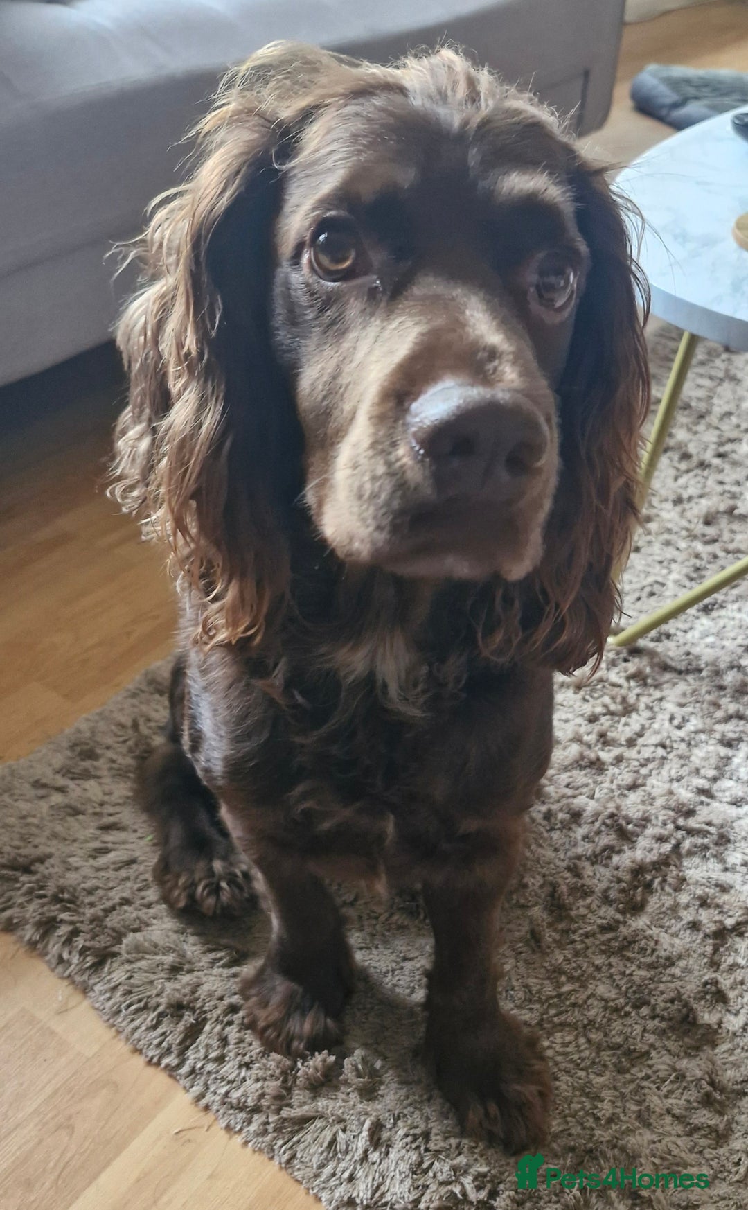 Cocker Spaniel dogs for sale: 5 Beautiful working cocker spaniel puppies  - Advert 12