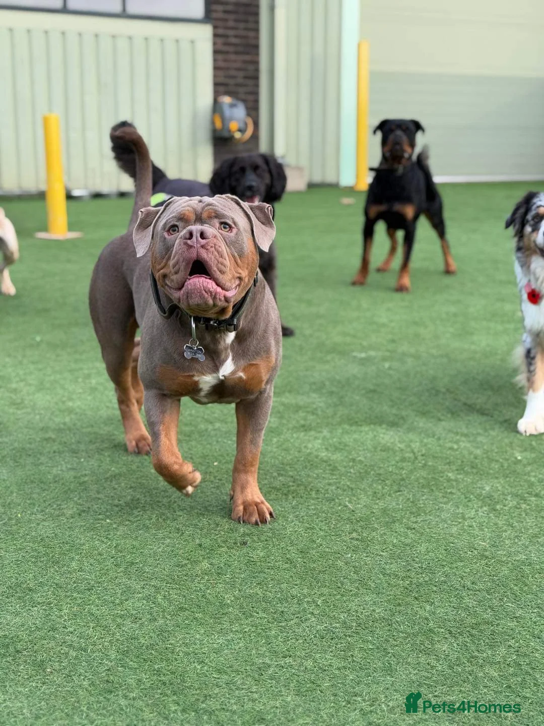 Olde English Bulldogge dogs for stud: Olde English Bulldogge for Stud - Winston in Thetford - Advert 11