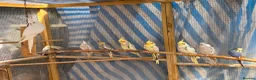 Cockatiels birds for sale: Beautiful Young Cockatiels Ready for Loving Homes - Advert 11