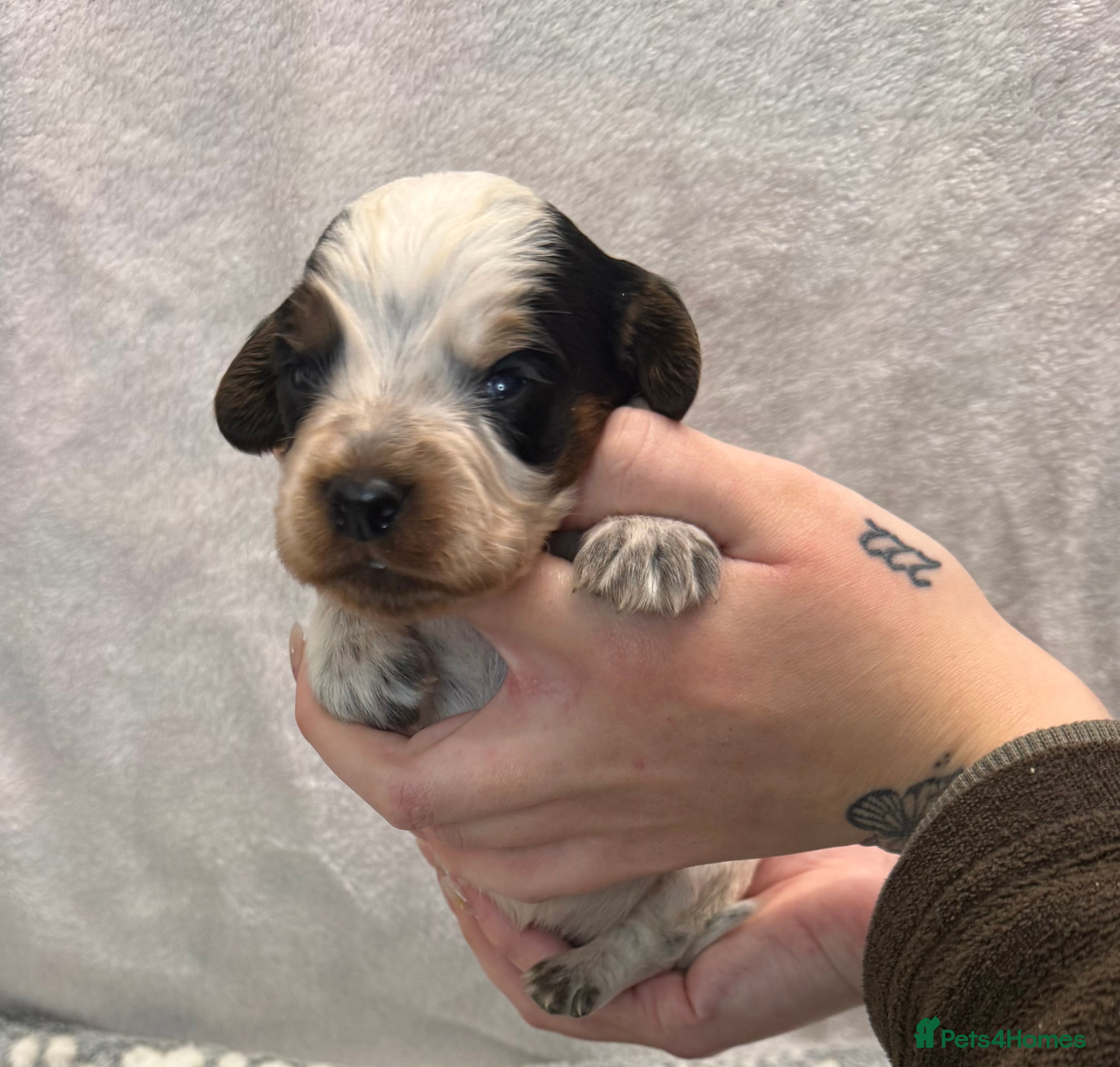 Cocker Spaniel dogs Bred From Extensively Health Tested Parents  - Advert 3