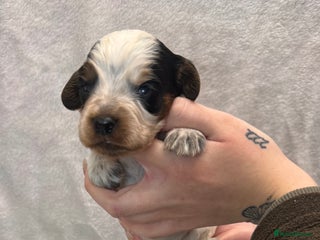 Cocker Spaniel dogs Bred From Extensively Health Tested Parents - Advert 3