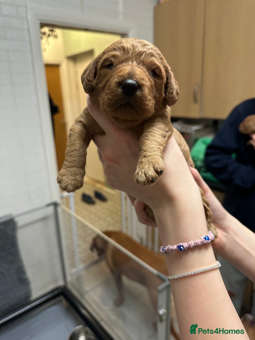 Labradoodle dogs for sale: Miniature F1 Labradoodles  - Advert 27