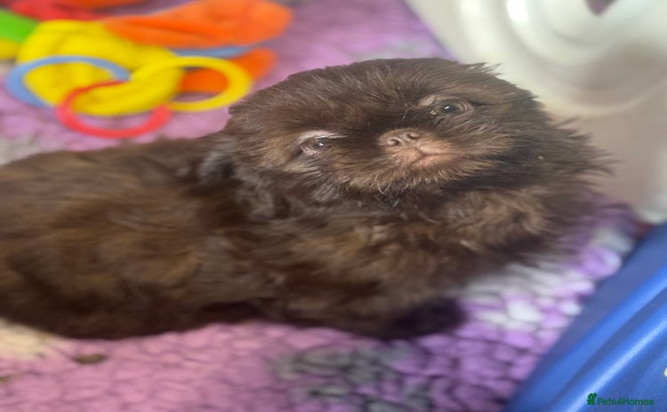 Shih Tzu dogs in Telford - Advert 2
