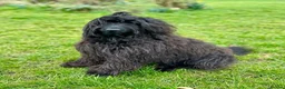 Labradoodle dogs for stud: TERRENCE HAGGIS - Medium Multigeneral Labradoodle  - Advert 2