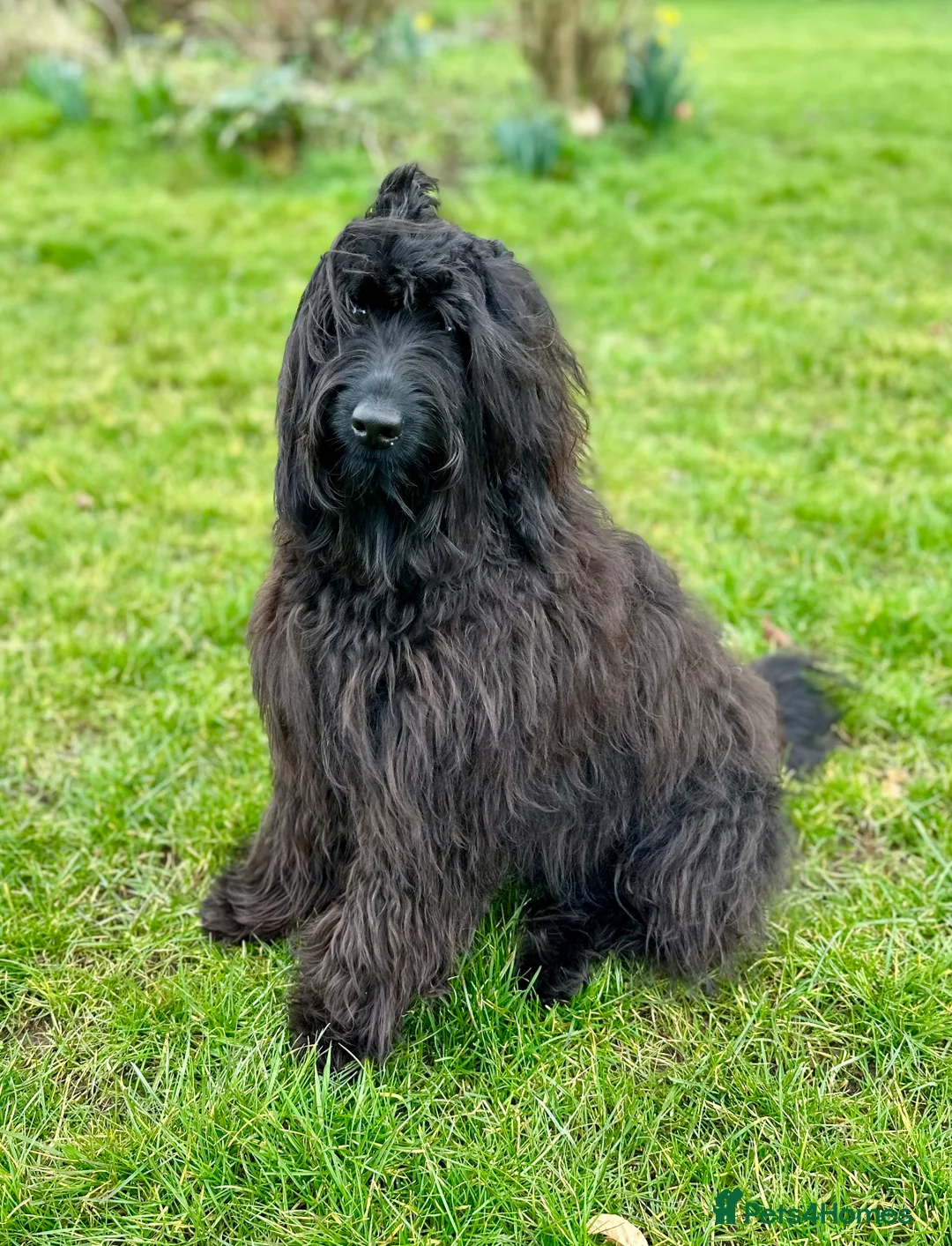 Labradoodle dogs for stud: TERRENCE HAGGIS - Medium Multigeneral Labradoodle  - Advert 2