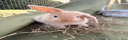 Mini Lop rabbits for sale: *Mini Lop Babies  - Advert 5