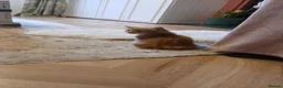 British Longhair cats for sale: Medium haired ginger kittens - Advert 14