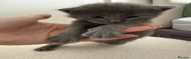 Maine Coon 1