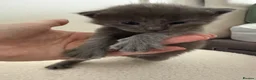 Maine Coon cats for sale: Beautiful Maine Coon kittens purebred  - Advert 6