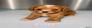 Cavapoo 7