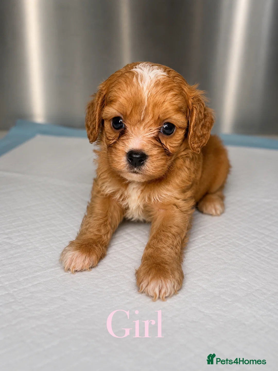 Cavapoo dogs for sale: Gorgeous Toy Cavapoo Puppies Available ❤️ - Advert 2