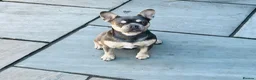 French Bulldog dogs for sale: 6 MONTH OLD ROMI  - Advert 4