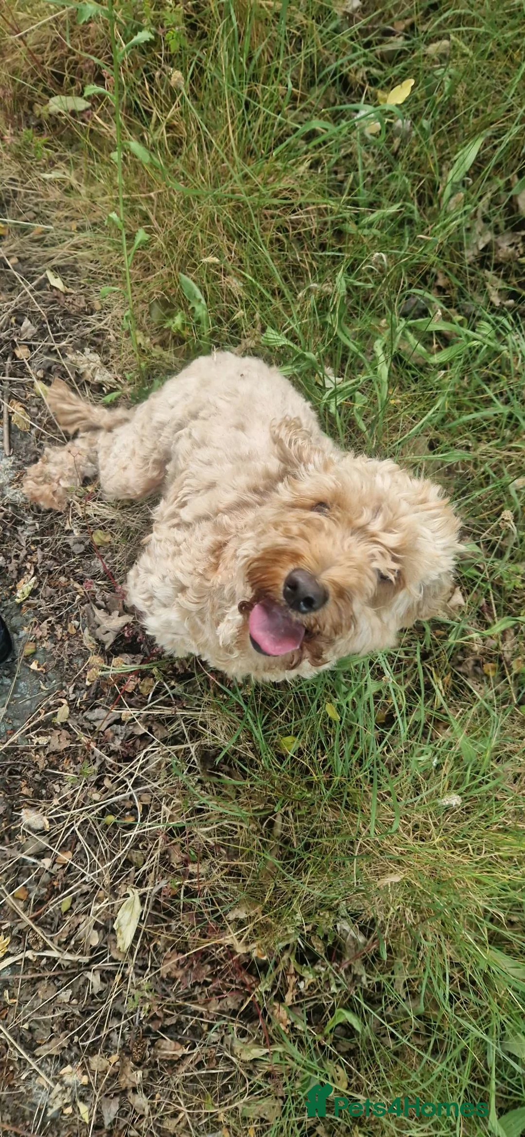 Cockapoo dogs for sale: F2 cockapoos  - Advert 8