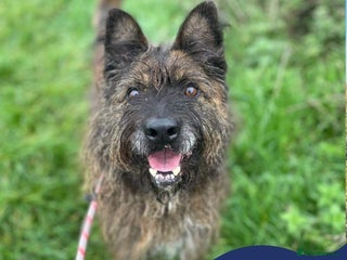 Mixed Breed dogs in Nantwich - Advert 10