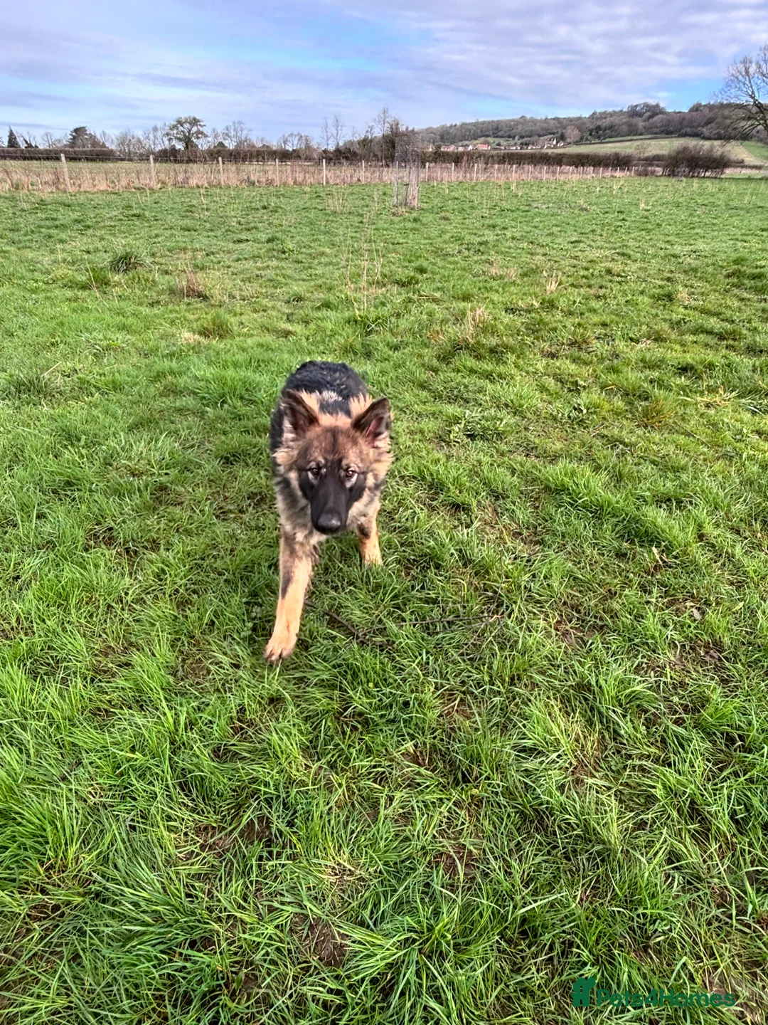 German Shepherd dogs for sale: German shepherd for sale  - Advert 1