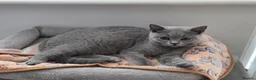 British Shorthair cats for sale: British Shorthair Lilac & Grey Blue Cute Kittens  - Advert 7