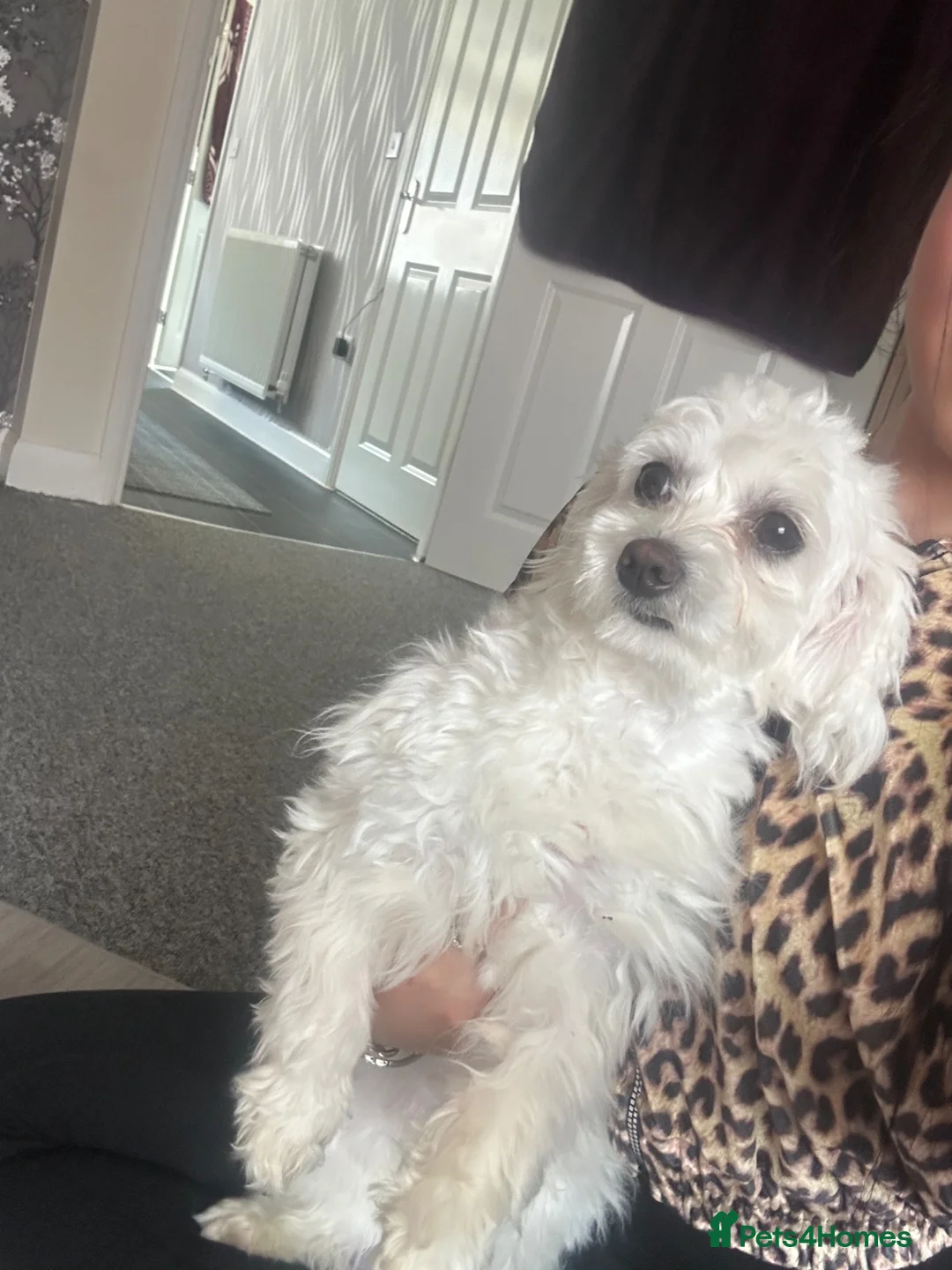 Bichon Frise dogs for sale: Bella in Bristol - Advert 3