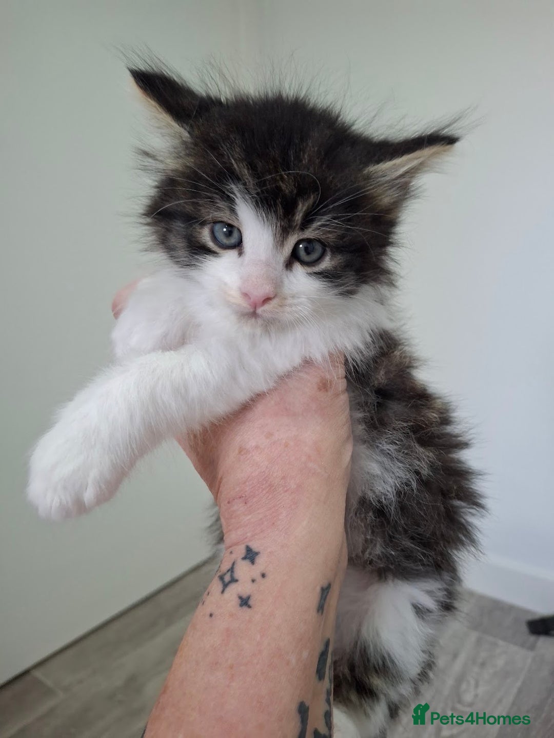Maine Coon cats for sale: Beautiful Part Maine Coon Male Kitten - Image 12