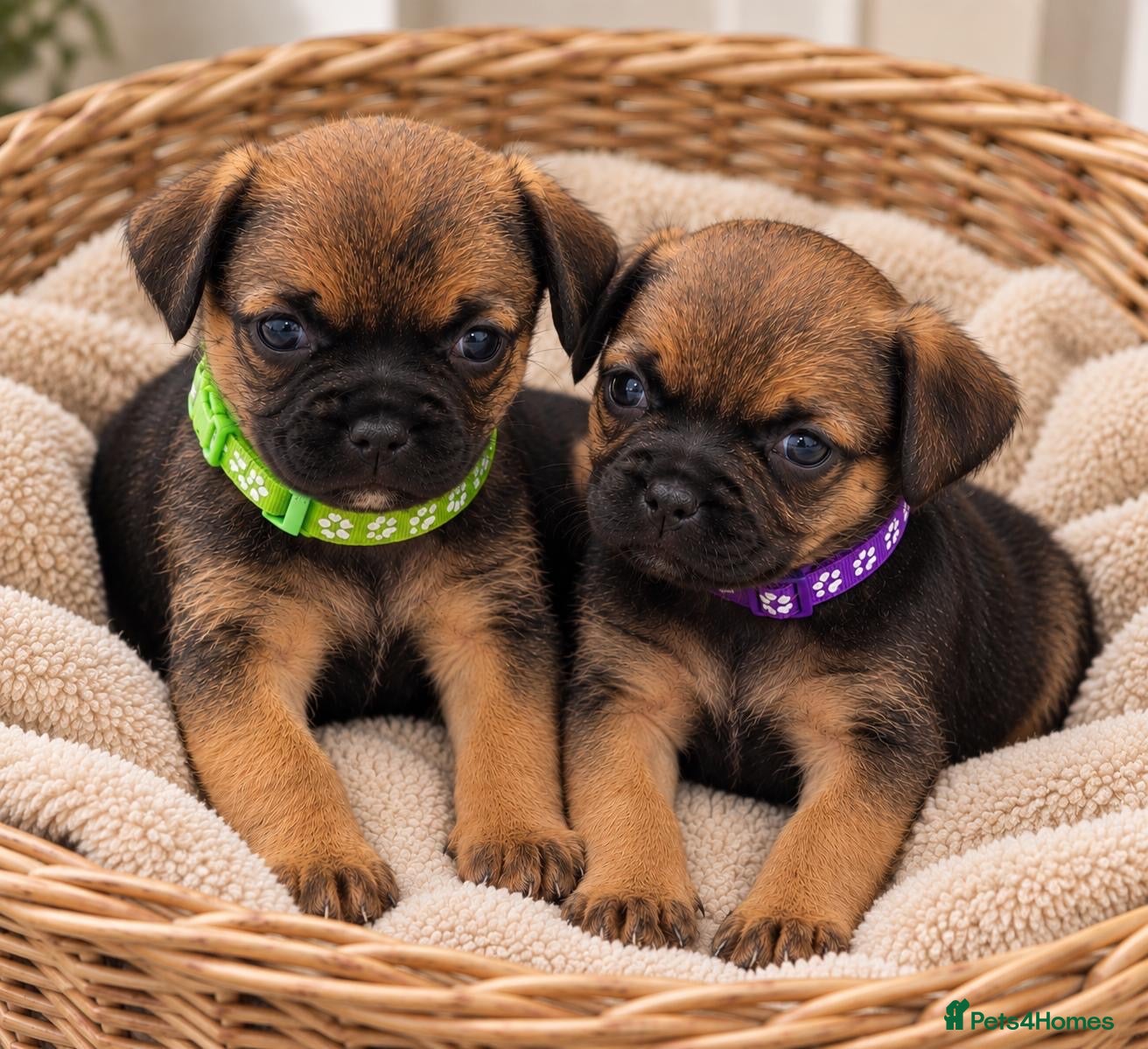Border Terrier dogs 5 STAR Border terrier PUPS🌟 KC REG /SLEM CLEAR - Advert 11