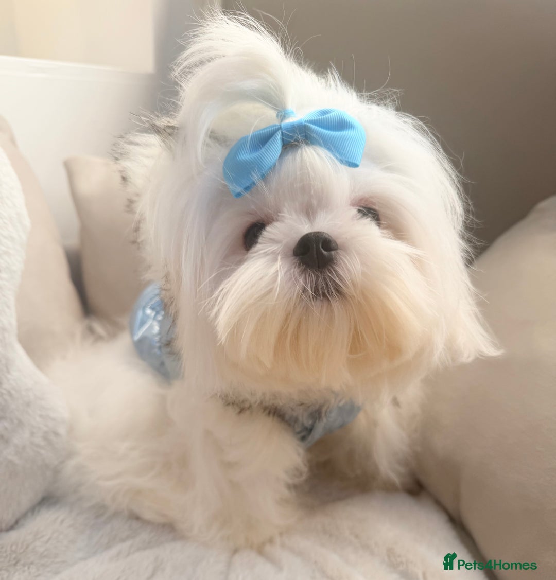 Maltese dogs for sale: Beautiful 6 month old Maltese Puppy Ready Now - Advert 37