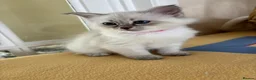 Siberian cats for sale: Beautiful Siberian kittens registered GSSF. - Advert 5