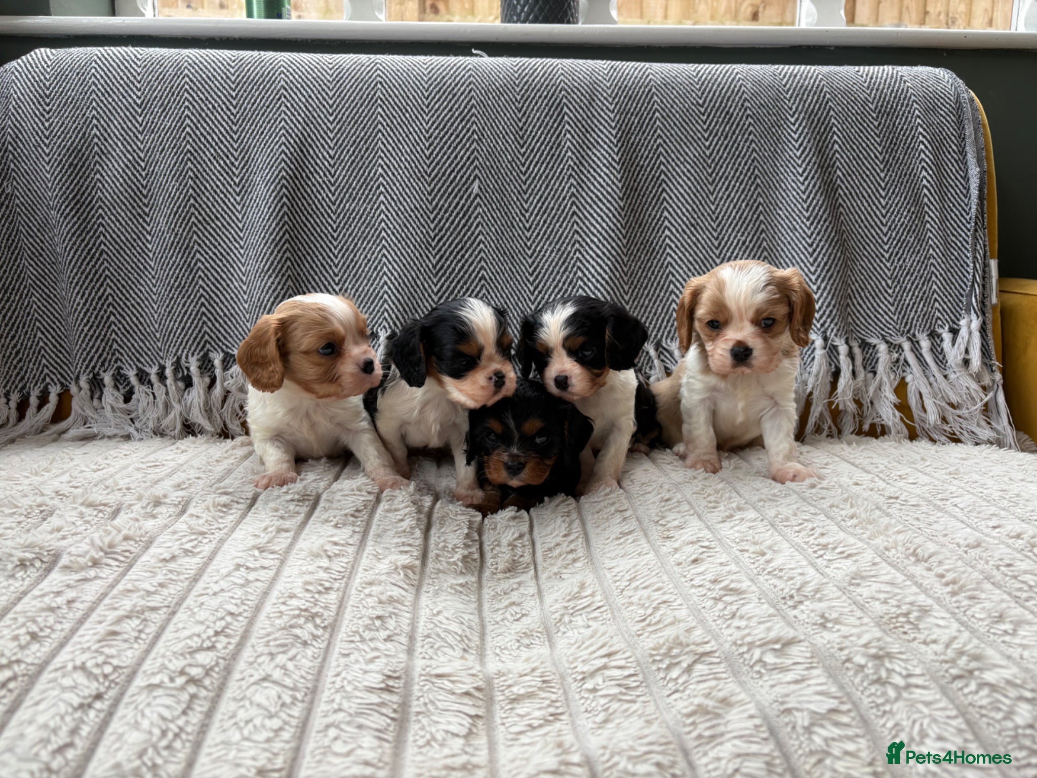 Cavalier King Charles Spaniel dogs for sale: 5 cavalier King Charles spaniel puppies available  - Advert 1