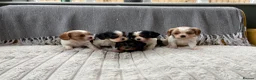 Cavalier King Charles Spaniel dogs for sale: 5 cavalier King Charles spaniel puppies available  - Advert 25
