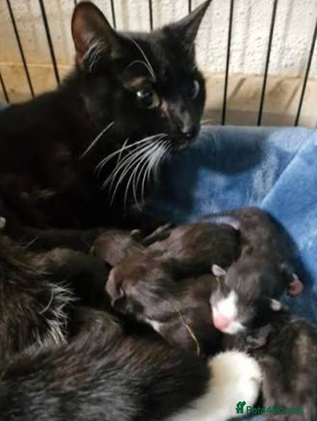 Mixed Breed cats for sale: Kittens  - Advert 6